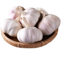 Fresh Pure White Normal White Purple White garlic supplier in China